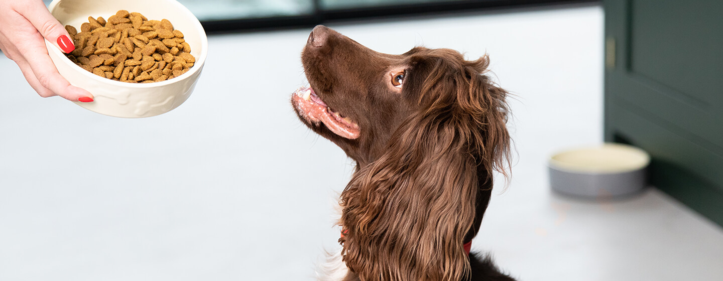 Nutrition store for dogs